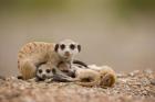 Namibia, Keetmanshoop, Meerkats, Namib Desert