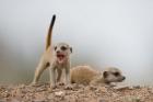 Namibia, Keetmanshoop, Meerkat, mongoose, Namib Desert