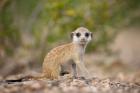 Namibia, Keetmanshoop, Namib Desert, Mongoose