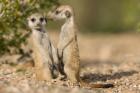 Namibia, Keetmanshoop, Namib Desert, Pair of Meerkats