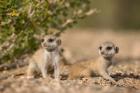 Namibia, Keetmanshoop, Namib Desert, Meerkats lying