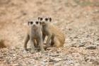 Namibia, Keetmanshoop, Meerkat, Namib Desert, Mongoose