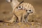 Namibia, Keetmanshoop, Meerkat, Namib Desert, mongoose with babies