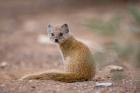 Namibia, Keetmanshoop, Yellow Mongoose wildlife