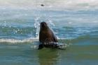 Cape fur seal, Arctocephalus pusilus, Skeleton Coast NP, Namibia.