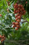 Tropical Litchi Fruit On Tree, Reunion Island, French Overseas Territory