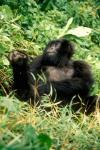 Rwanda, Six year old mountain Gorilla, March