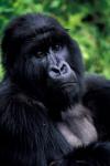 Close up of Mountain Gorilla, Rwanda