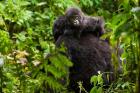Gorilla carrying baby, Volcanoes National Park, Rwanda