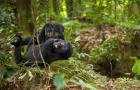 Close up of Mountain gorillas, Volcanoes National Park, Rwanda.