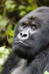 Silverback Mountain Gorilla, Volcanoes National Park, Rwanda