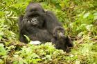 Rwanda, Volcanoes NP, Mountain Gorilla with baby