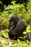 Rwanda, Volcanoes NP, Mountain Gorilla Sitting