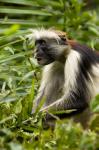 Red Colobus Monkey, Volcanoes NF, Rwanda