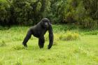 Rwanda, Volcanoes NP, Mountain Gorilla Running