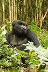 Rwanda, Mountain Gorilla, Silverback