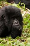 Gorilla resting, Volcanoes National Park, Rwanda