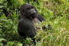 Mountain Gorilla, Volcanoes National Park, Rwanda