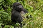 Mountain Gorilla, Volcanoes National Park, Rwanda