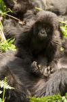 Baby Mountain Gorilla, Volcanoes National Park, Rwanda