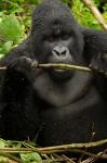 Gorilla chewing, Volcanoes National Park, Rwanda