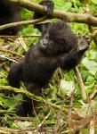 Rwanda, Volcanoes Park, Baby Mountain gorilla