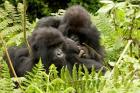 Pair of Gorillas, Volcanoes National Park, Rwanda