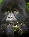 Rwanda, Volcanoes NP, Close up of a Mountain Gorilla