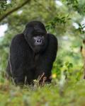 Rwanda, Kigoma, Mountain Gorilla, No 3 Silverback