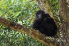 Rwanda, Mountain Gorilla forages, Buffalo Wall