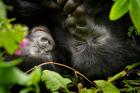 Rwanda, Mountain Gorilla, Volcanoes NP