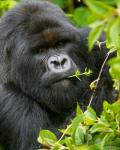 Rwanda, Silverback Mtn Gorilla, Volcanoes NP