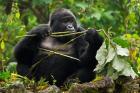 Rwanda, Blackback Mountain Gorilla, Buffalo Wall