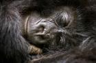 Rwanda, Volcanoes NP, Mountain Gorilla Sleeping