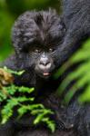 Umubano Group Of Mountain Gorillas, Volcanoes National Park, Rwanda