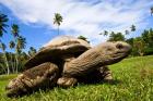 Giant Tortoise on Fregate Island, Seychelles