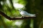 Fairy Turns on Fregate Island, Seychelles