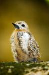 Baby Seagull on Fregate Island, Seychelles