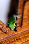 Gecko lizard, Fregate Island Resort, Seychelles