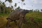 Giant Tortoise, Fregate Island, Seychelles