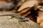 Skink Lizard on Fregate Island, Seychelles, Africa