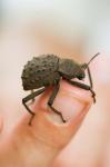 Endemic Fregate Island Beetle, Seychelles