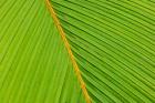 Flora, Palm Frond on Fregate Island, Seychelles