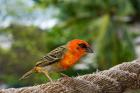 Colorful Bird on Fregate Island, Seychelles, Africa