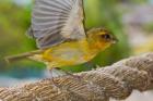 Wild Bird on Fregate Island, Seychelles, Africa