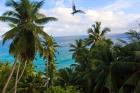 Palm Trees of Anse Victorin Beach, Seychelles, Africa