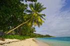 Leaning palm. Anse-Source D'Argent Beach, Seychelles, Africa