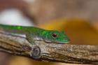 Gecko lizard, La Digue Island, Seychelles, Africa