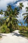Seychelles, La Digue, Palm lined country path