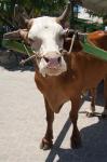 Seychelles, La Digue, La Passe Harbor, ox-cart